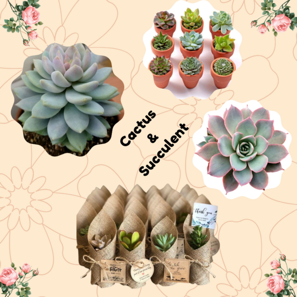 Eco Friendly Return gift | Lenspop.in