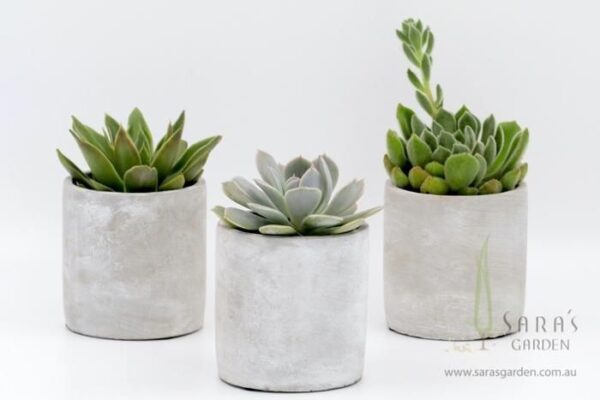 Eco Friendly Return gift | Lenspop.in - Image 4